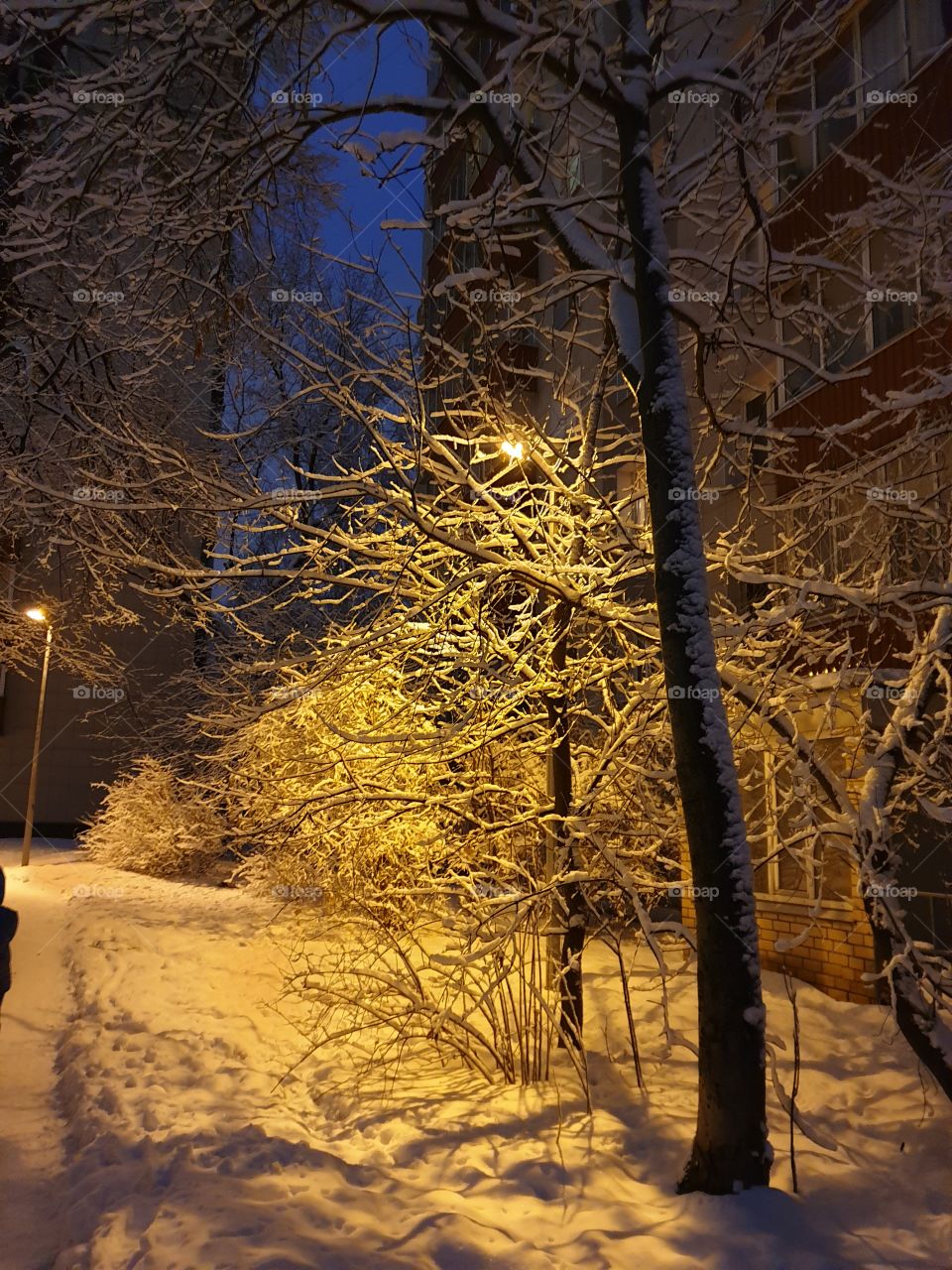 Winter fairy tale, winter, snow, evening Moscow, beautiful trees, trees in the snow