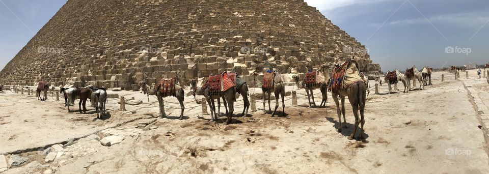 The Giza Pyramids with Camels 