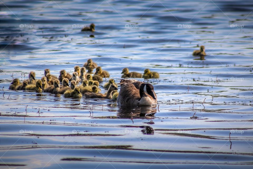 Mama and her ducklings