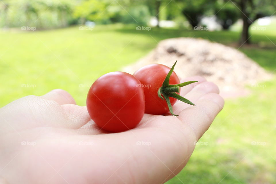 cherry tomatoes