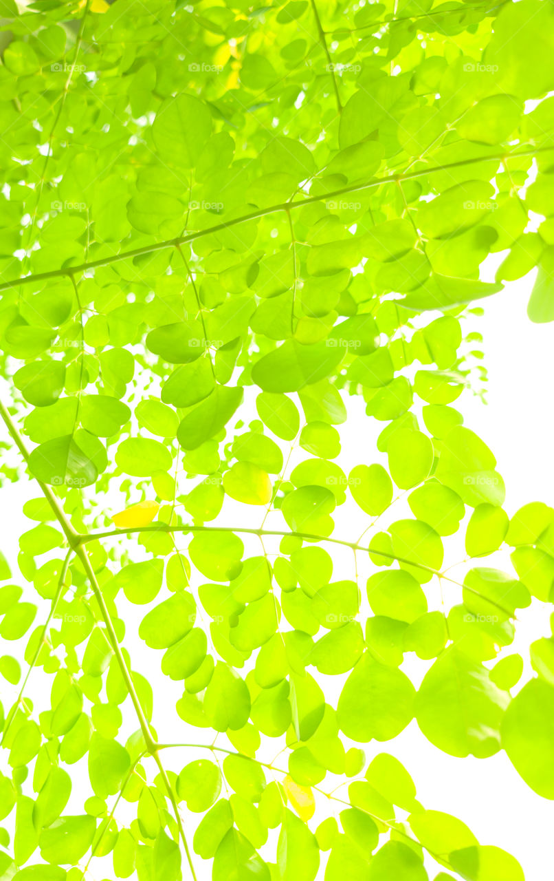 Moringa leaves Abstract Art Pattern