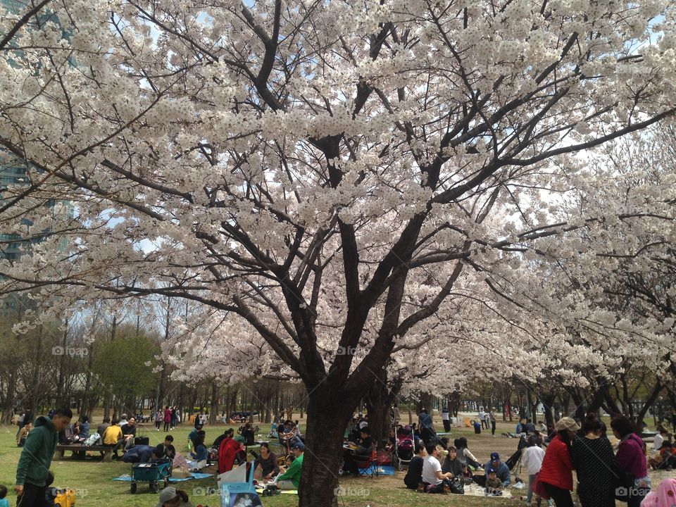 Picnic under the cherry blossom trees