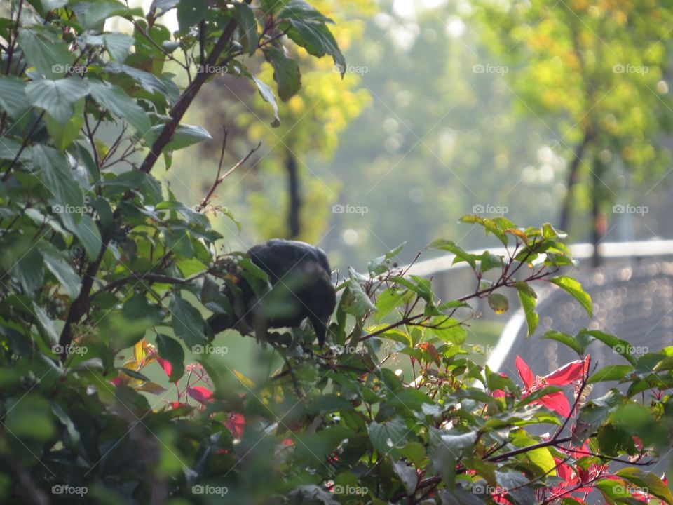 Crow eating berries