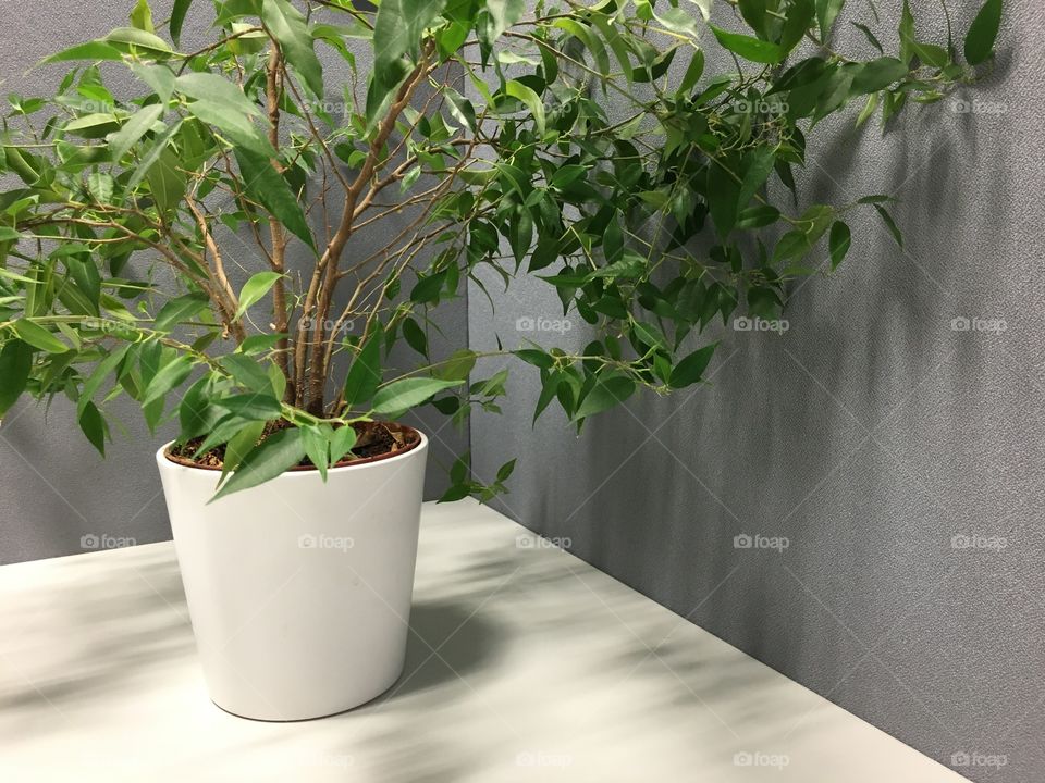 Plant in an office