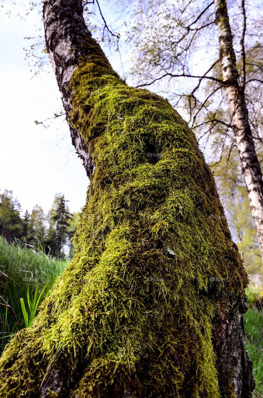 Mossy Tree Trunk 