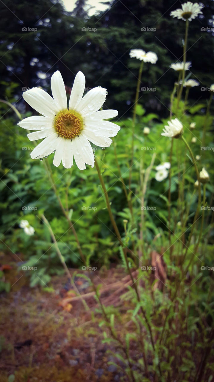 Nature, Flower, Flora, Summer, No Person