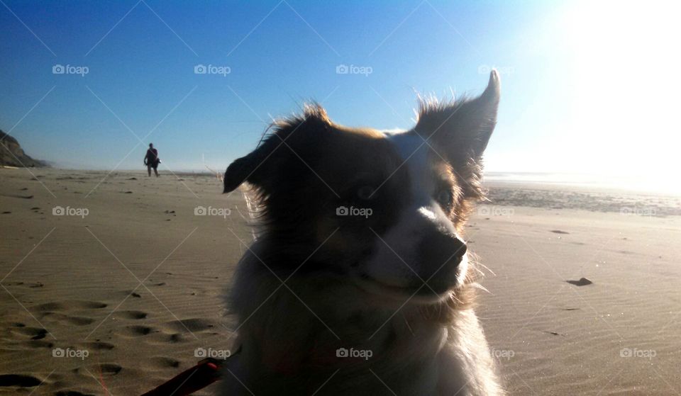 Dog loves windy
