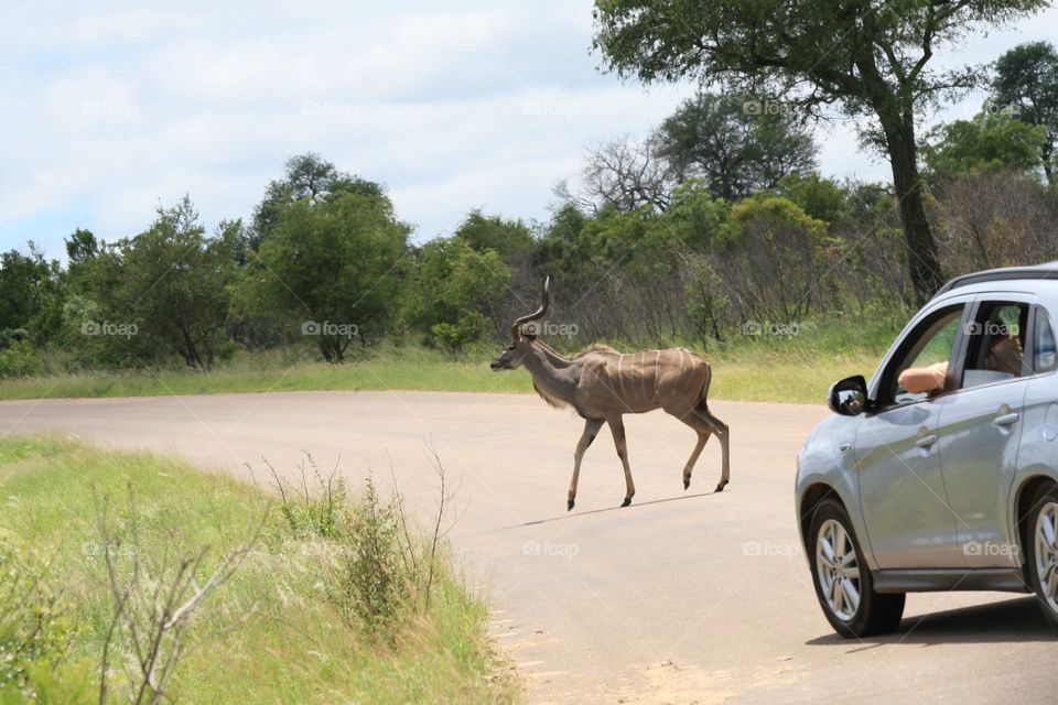 Game viewing in the Kruger National Park