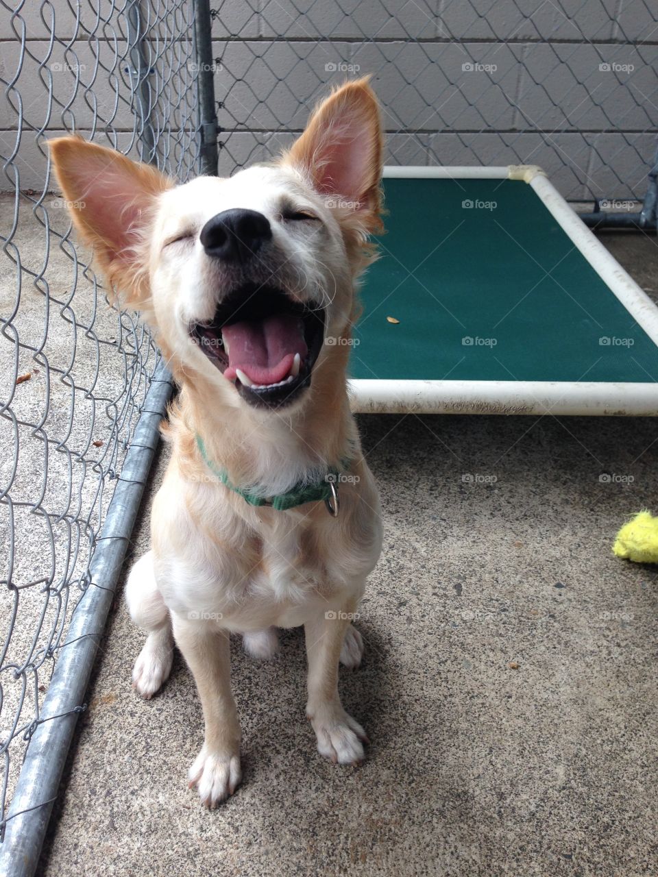 happy pup wanting to play