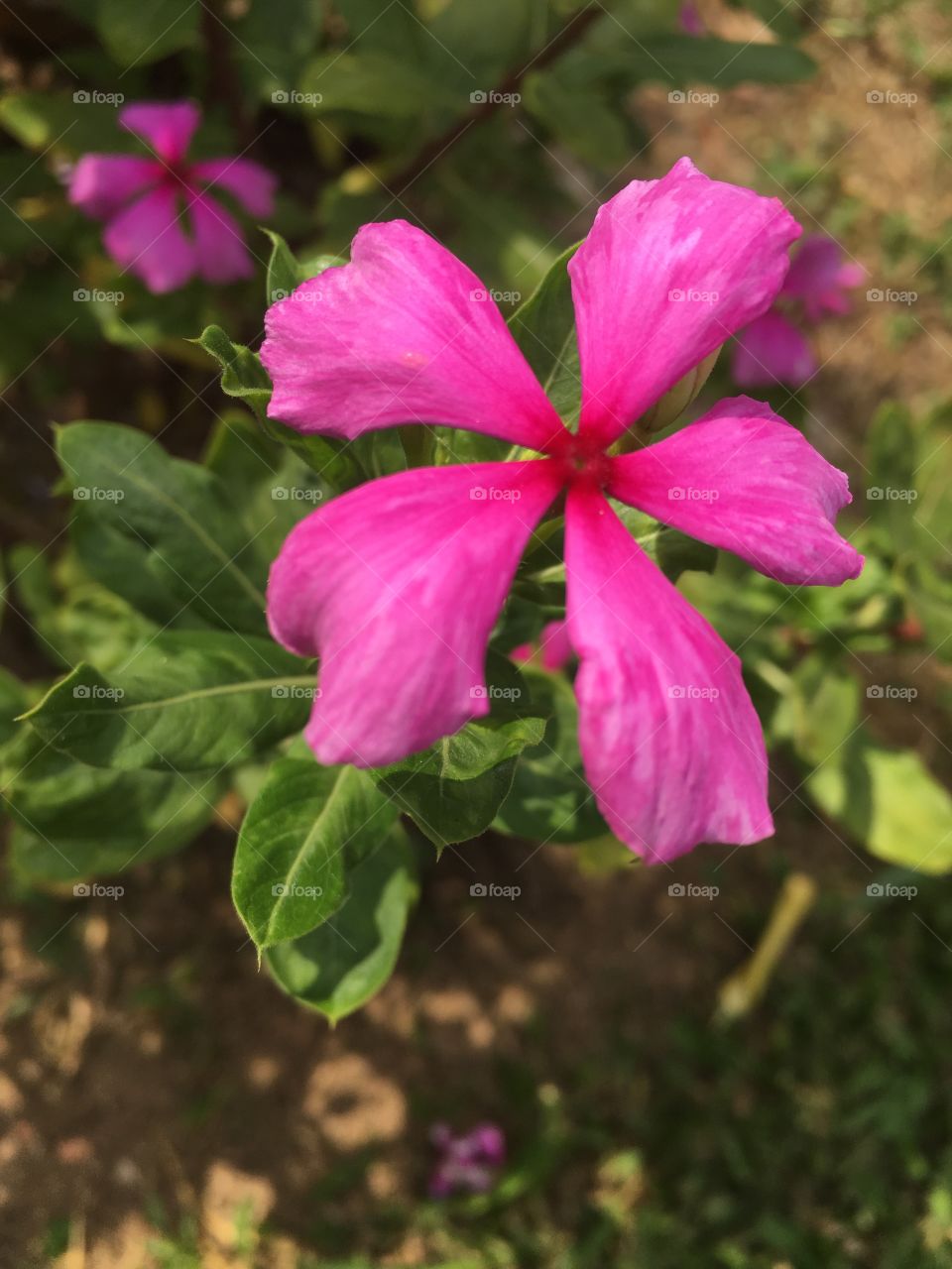 Flores do nosso jardim. Essa se chama "Beijinho"!