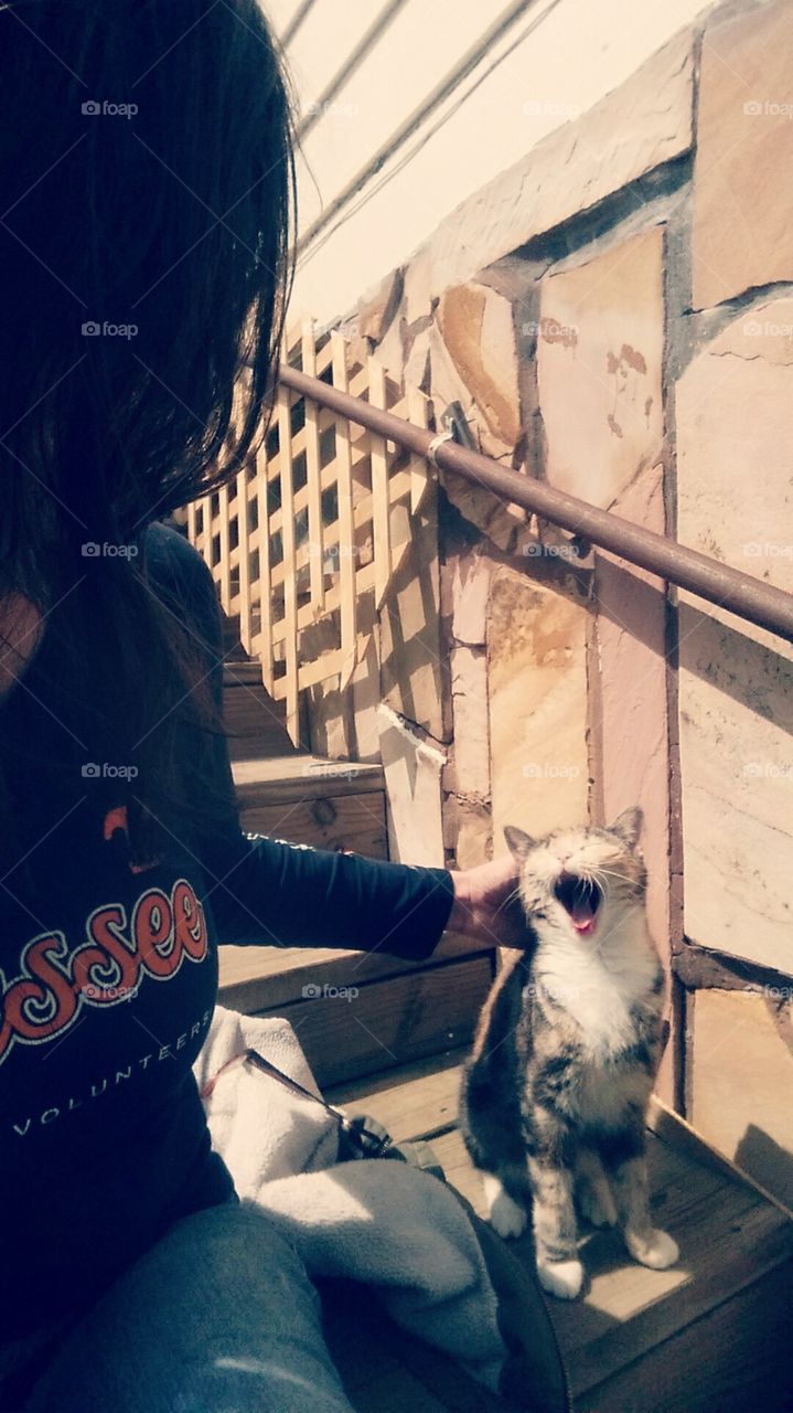 miss kitty yawning