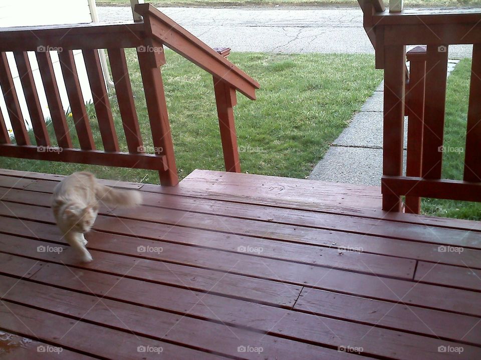Porch cat
