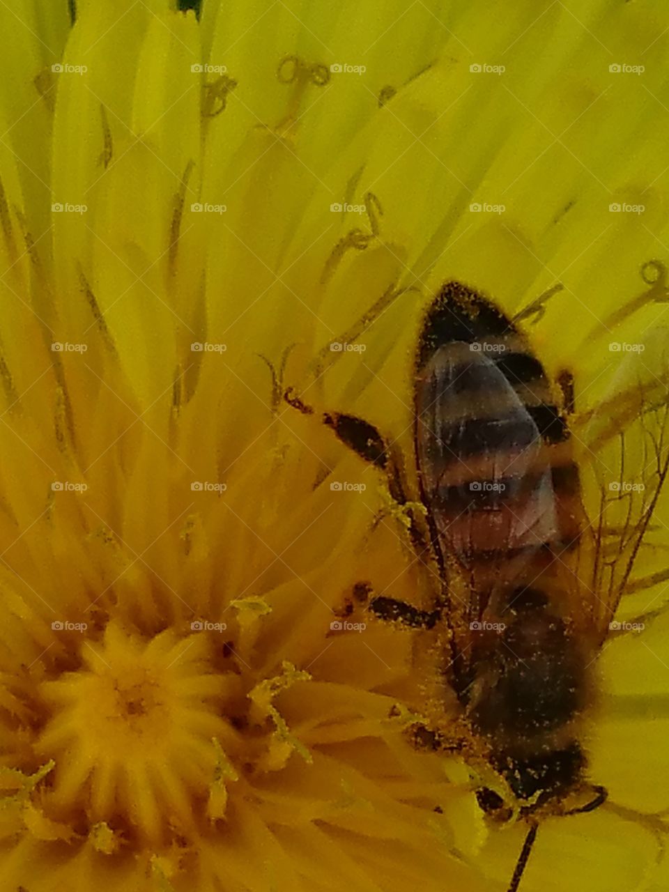 Bee