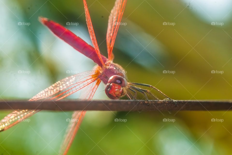 Dragonfly on twig