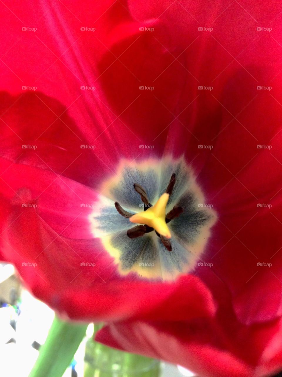 Red Tulip