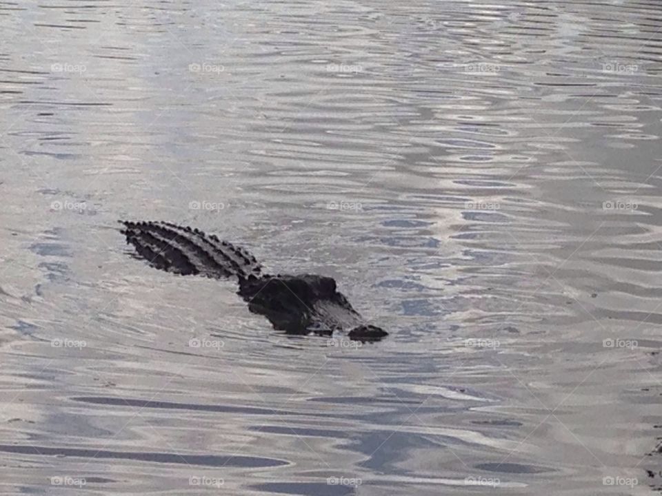 Alligator