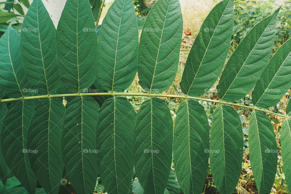 Texture of green leaves