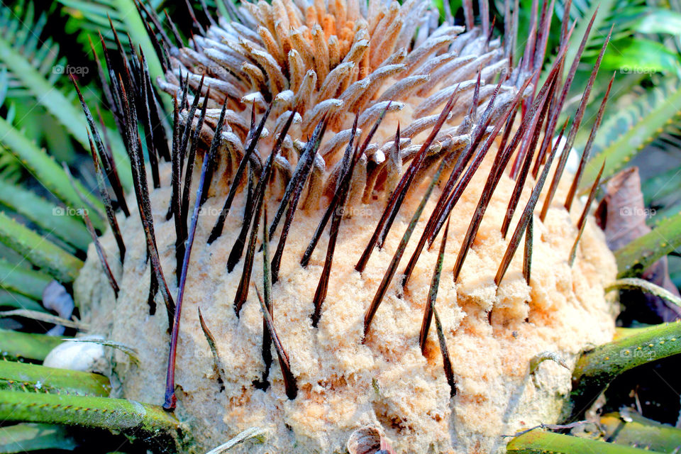 plant tropical spikes thorns by lagacephotos