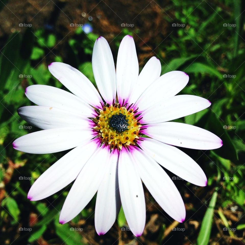 nature flower macro white by mrgrambo