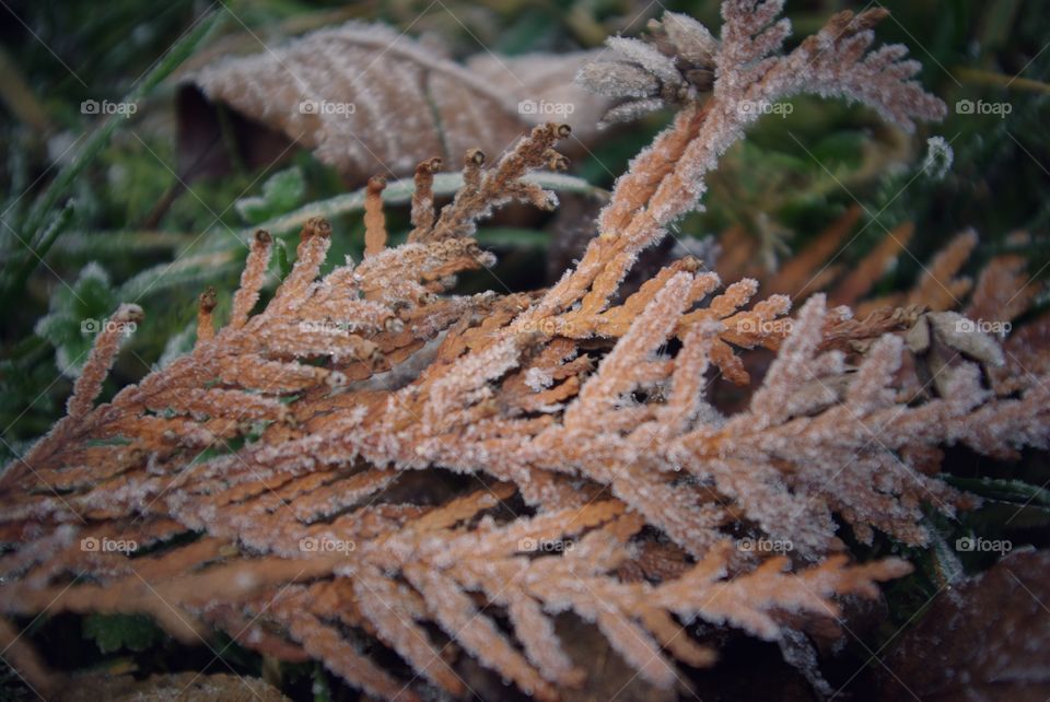 Frozen autumn leaves