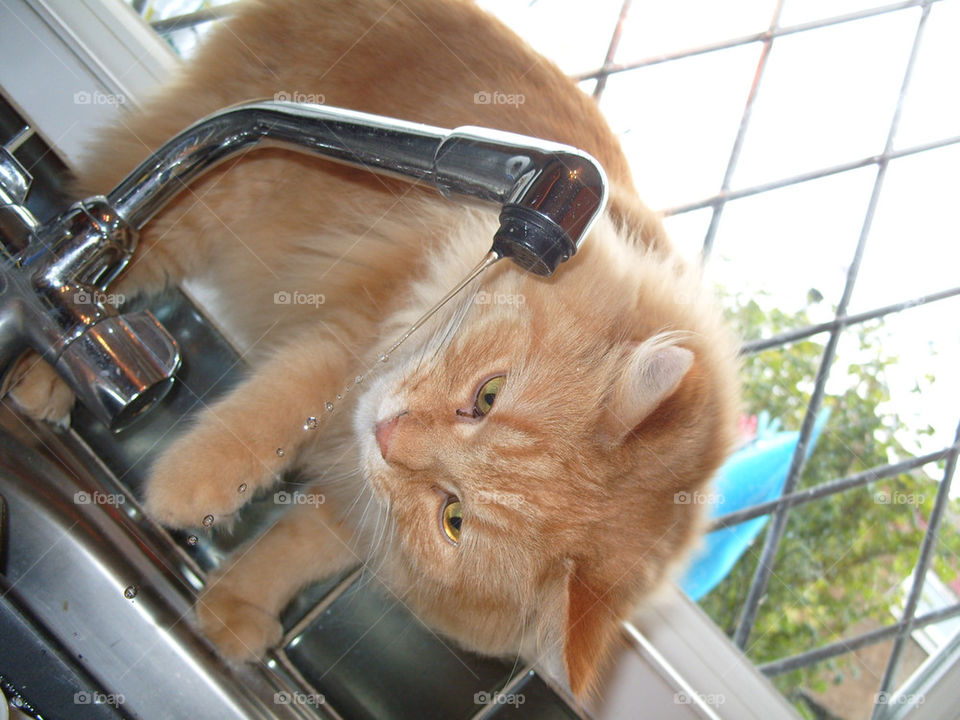 water cat catch tap by gordynodrog