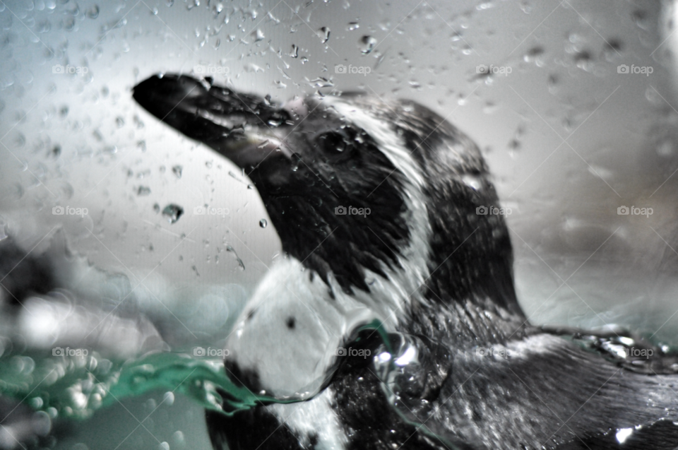 white black water bird by nivoa