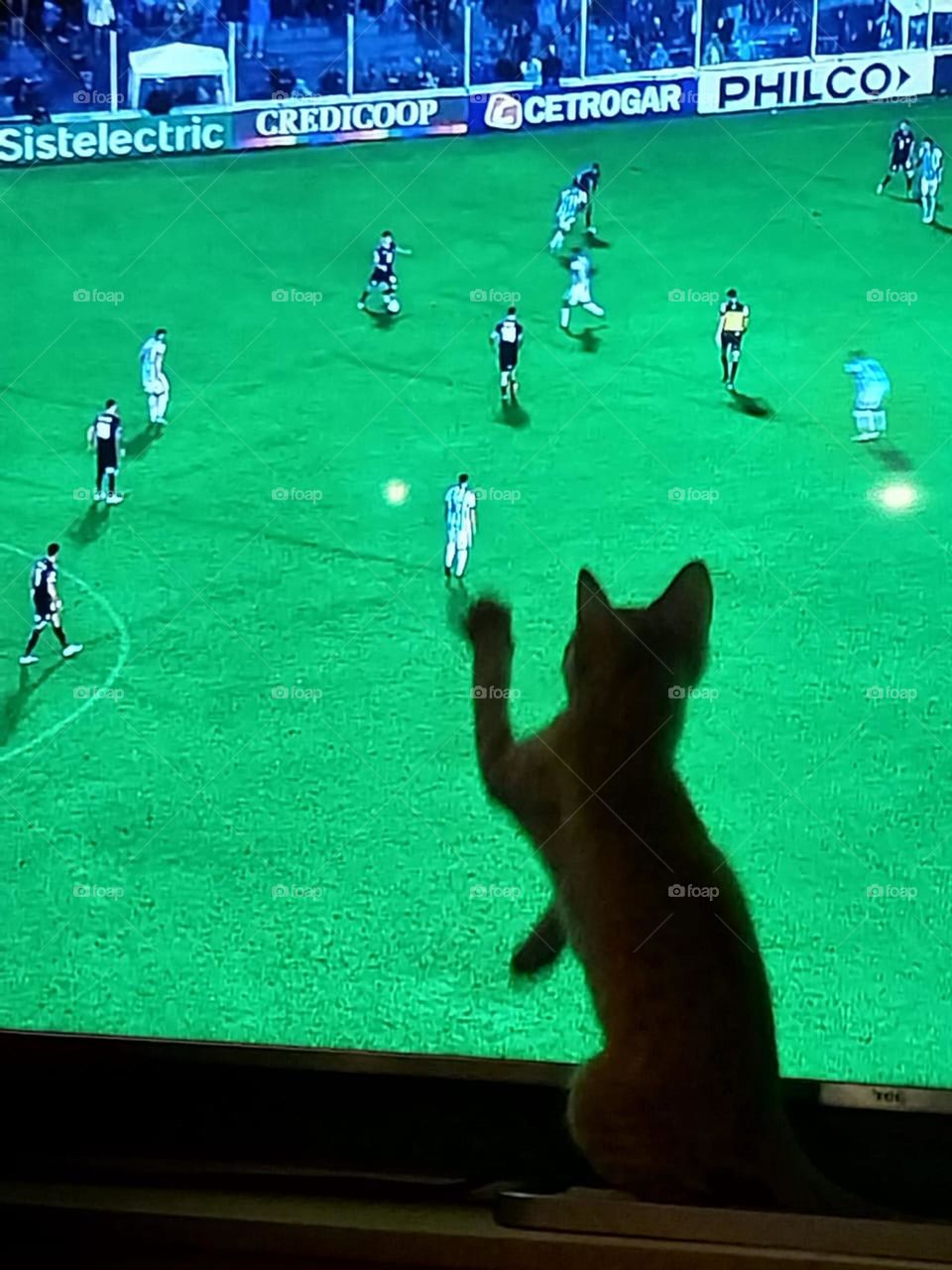 Mischievous kitten in front of TV screen wants to join in the soccer game. Tango plays soccer!