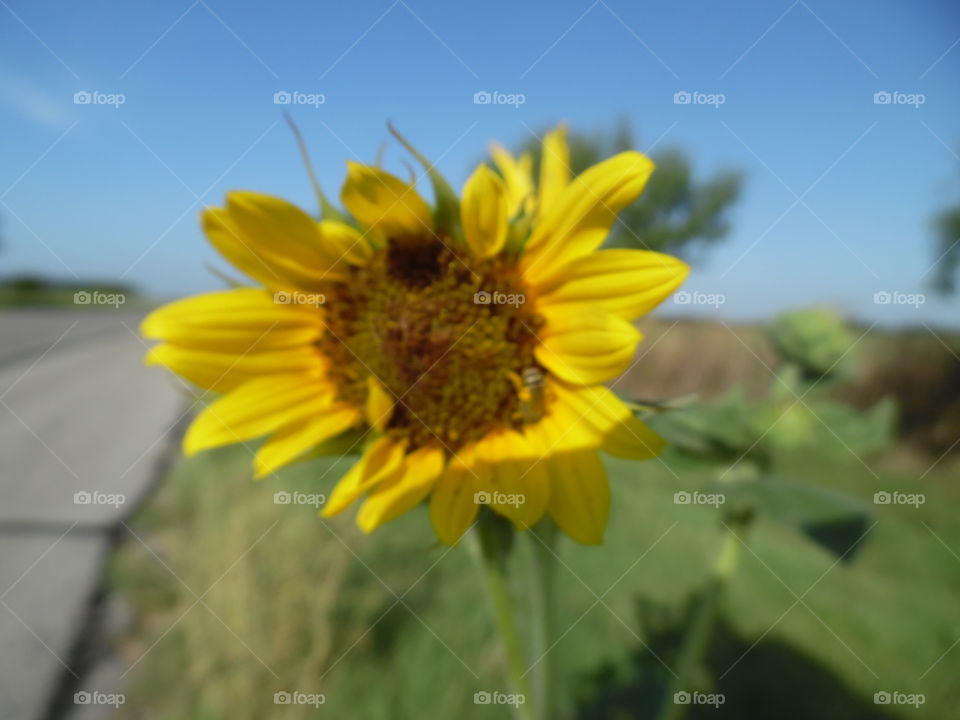 Texas sunflower 🌻 3. This is a picture of a bee 🐝 pollinating a sunflower that I saw while on vacation in the Gulf of Mexico
