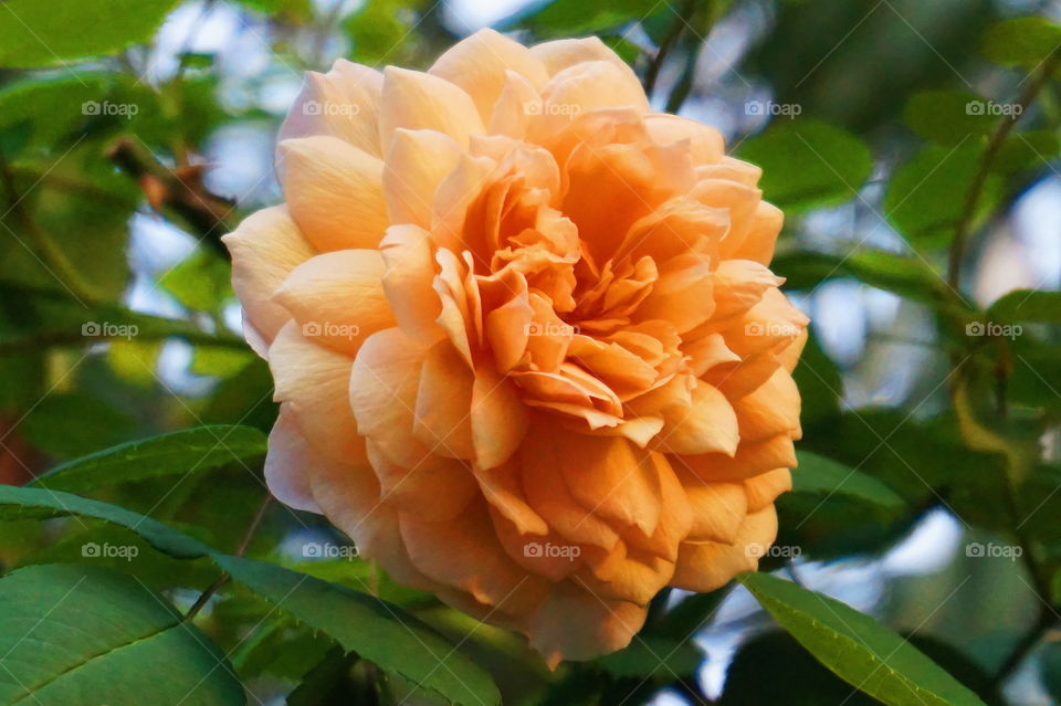Single orange flower in plant
