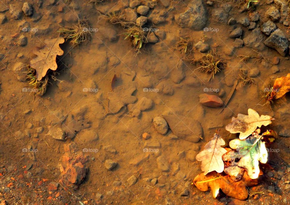 oak leaves in magical forest in Marchiennes North of France