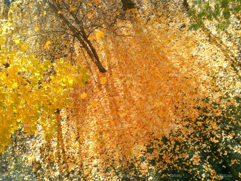 Fall, Leaf, Nature, Desktop, No Person