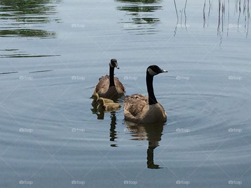 Canada geese and their babies on the Ottawa river

