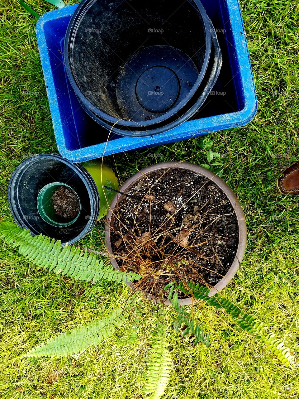 repotting plants.