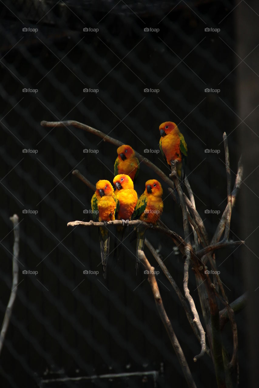 Group of colorfull parrots in the planckendael zoo in Belgium