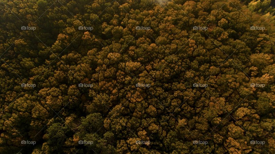 Autumn forest from above 