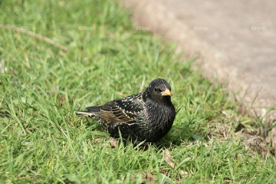 Starling