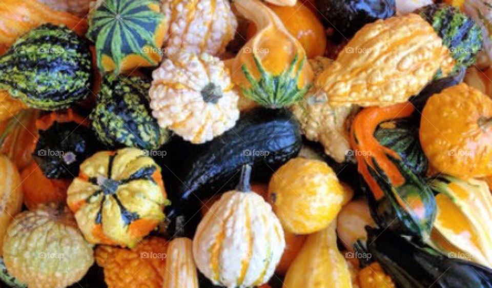 Mixed Gourds 