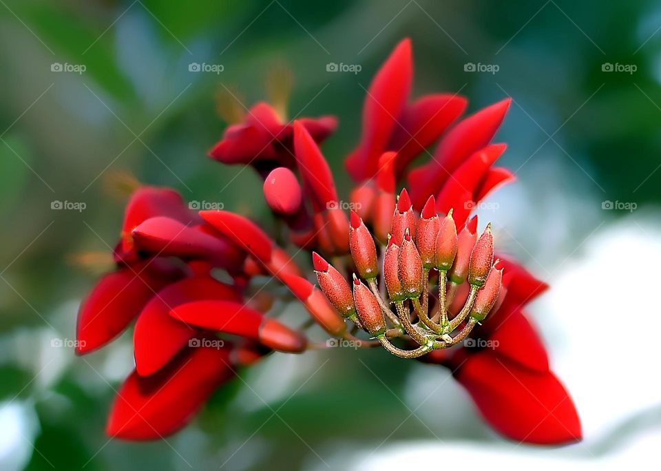 red flower