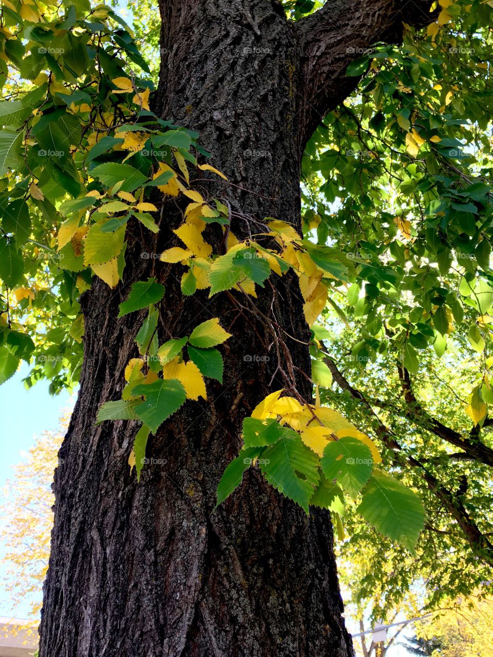 Fall leaves 