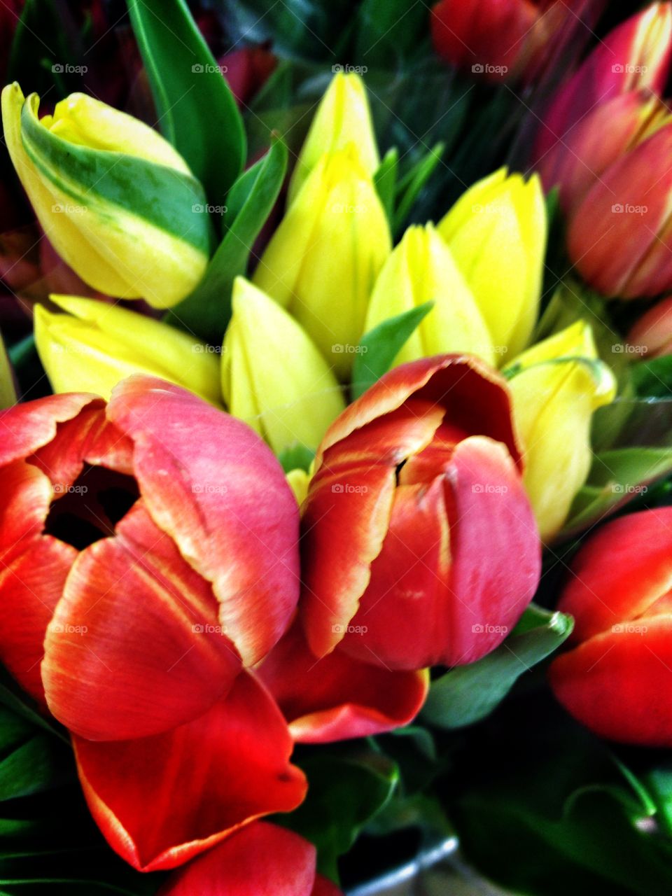 Tulips. Flowers