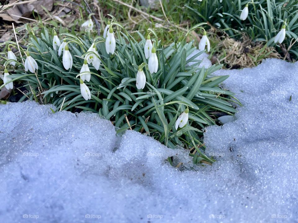 The first snowdrops bloom among the remnants of snow. Alternation of two seasons, spring and winter.