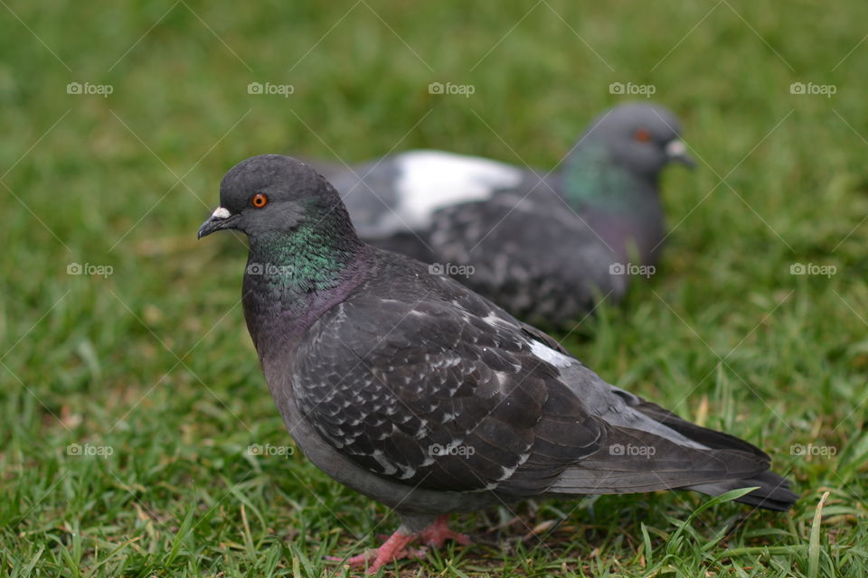 Pigeon