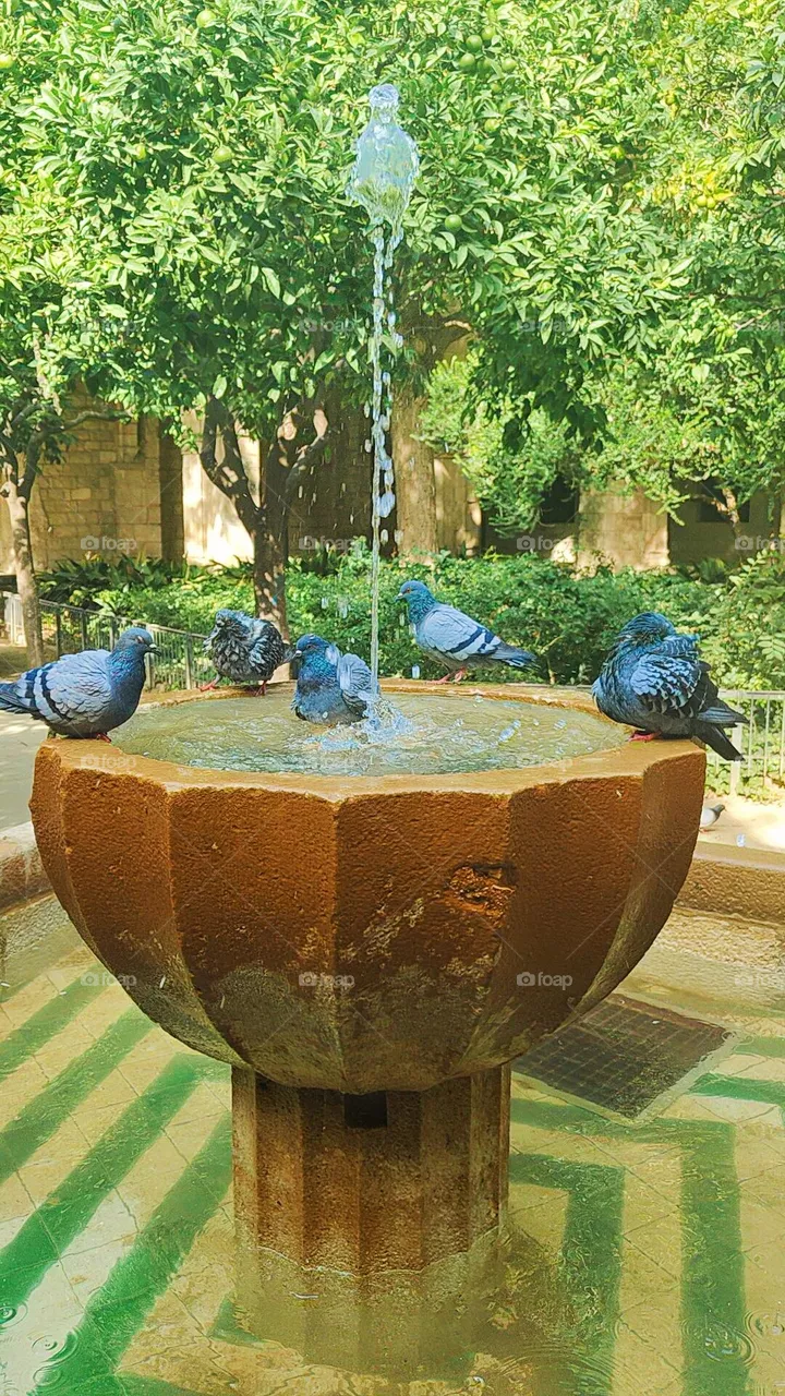 fuente de vida