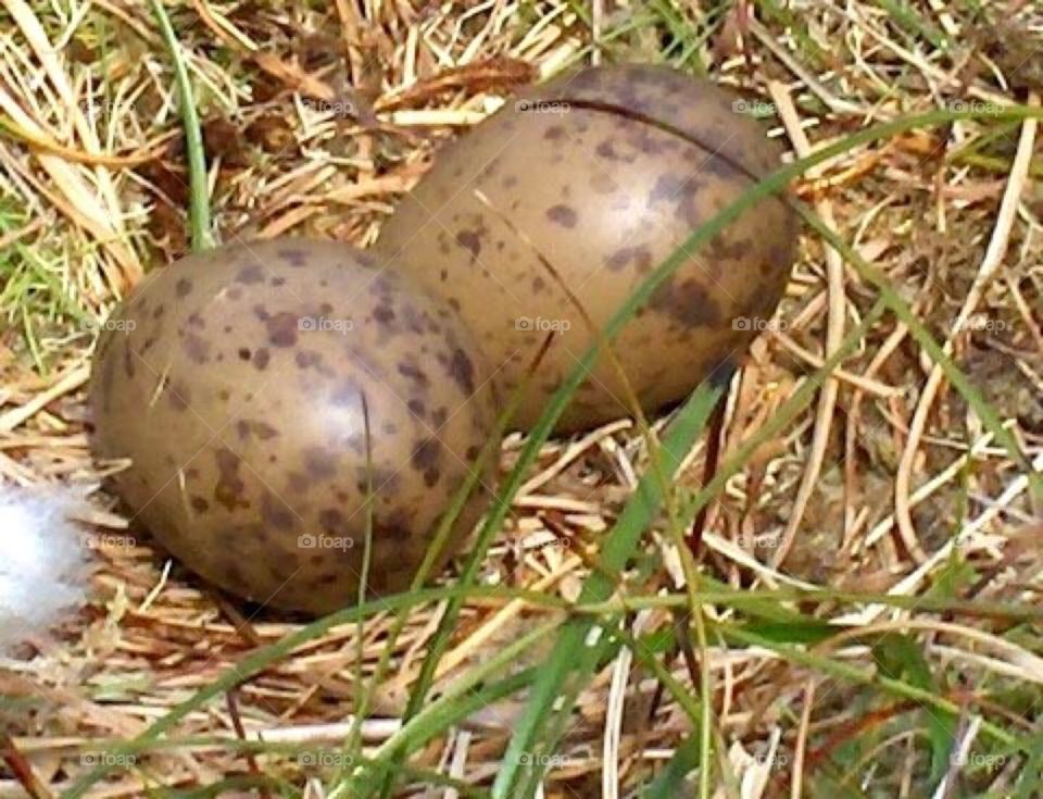 Eggs