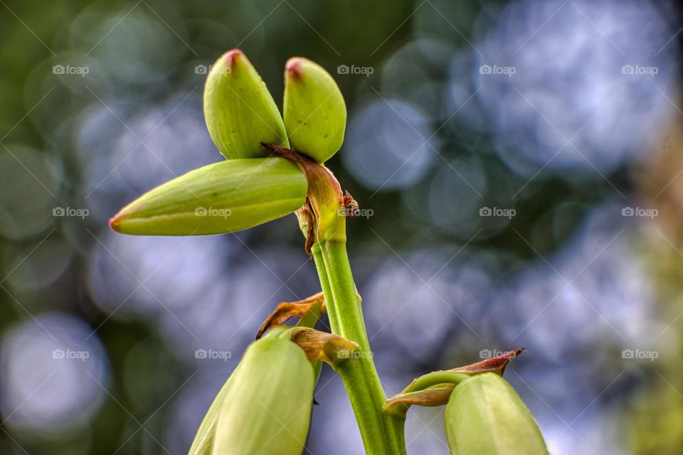 A bud flower with a fly on it.