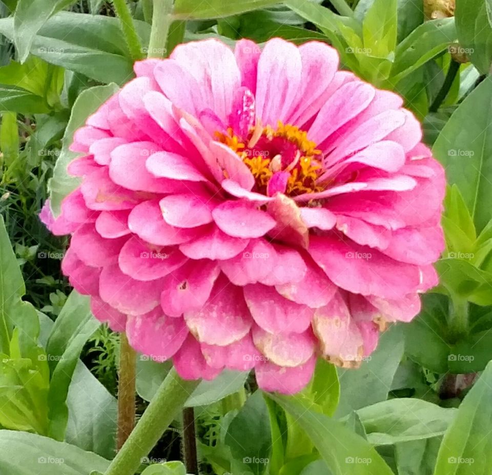Pink Zinnia