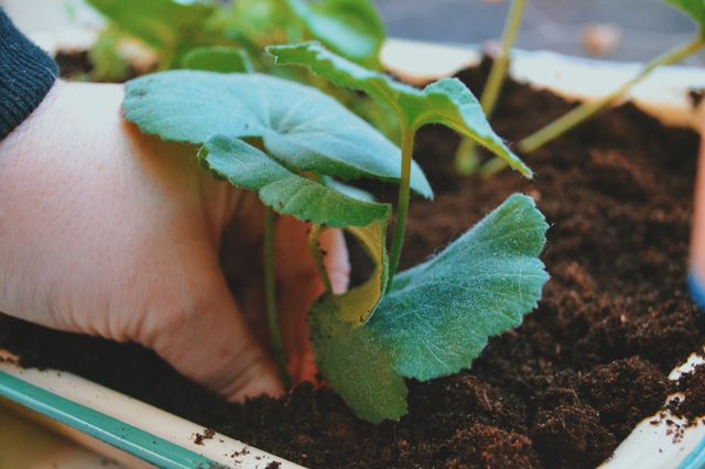 Person planting plant