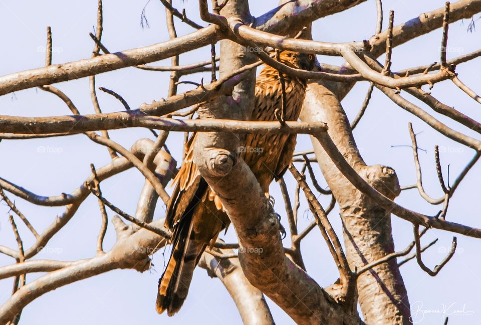 Crested Serpent Eagle_Chinnar_India