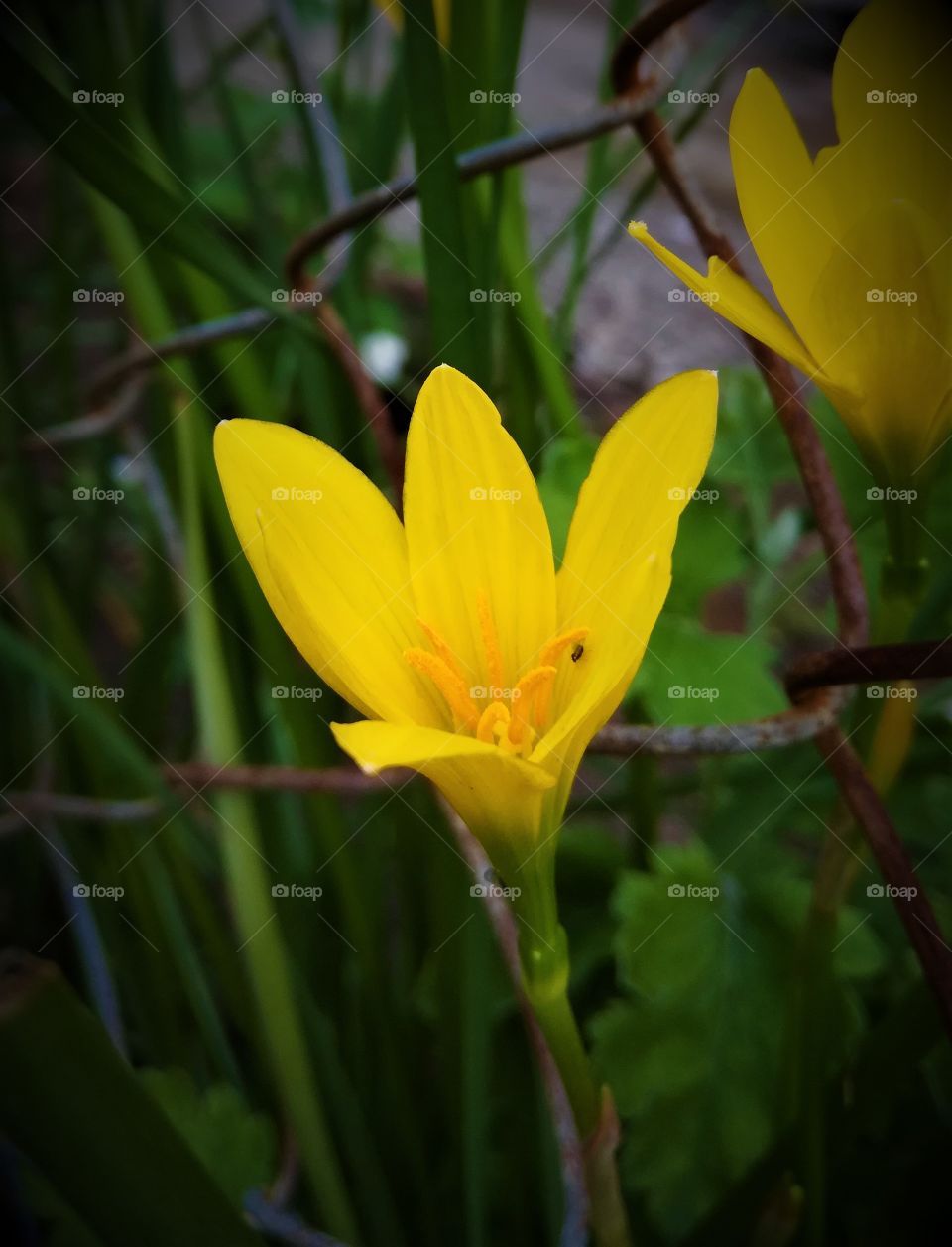 Yellow lily : Asiatic lily, yellow flowers