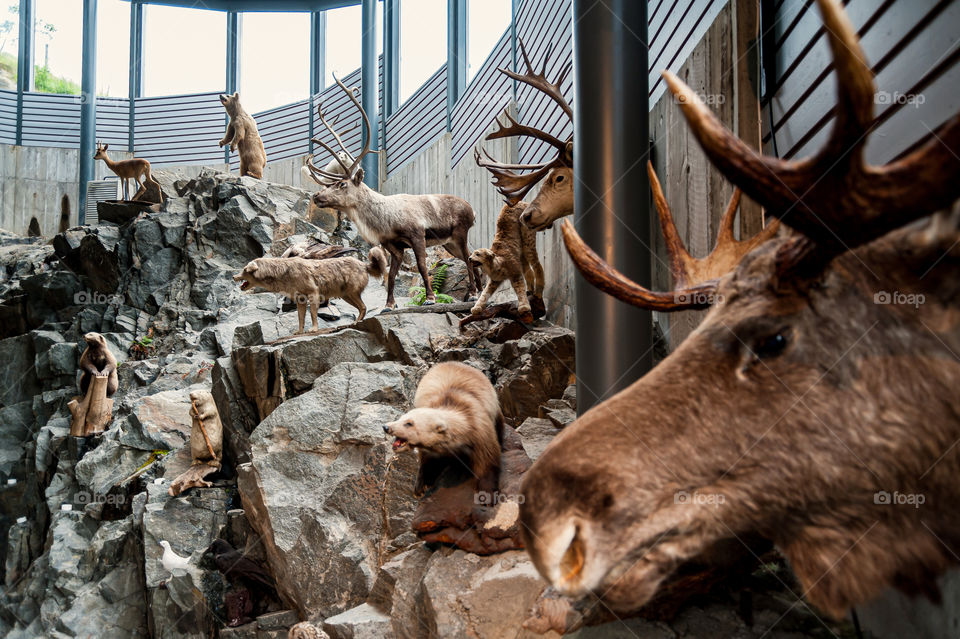 Stuffed animals on display. Endangered Eurasian species.